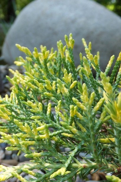 Ялівець середній Голден Саусер | Juniperus media Golden Saucer | Можжевельник средний Голден Саусер 